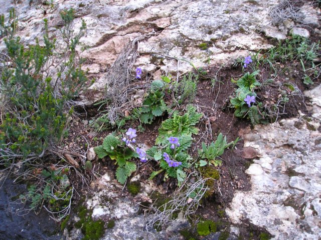 p1010046.jpg
