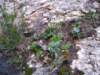 p1010046_small.jpg