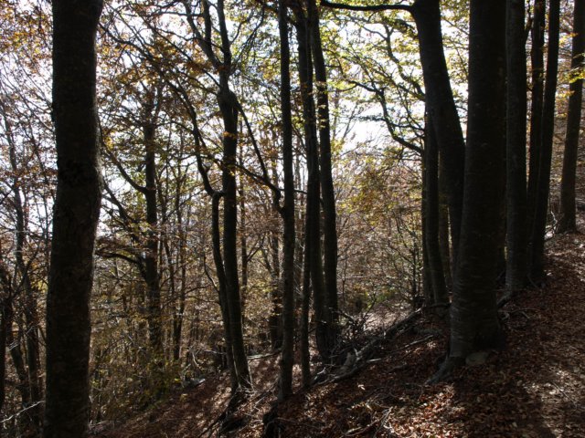 pa243737.jpg