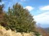 pa243739_small.jpg